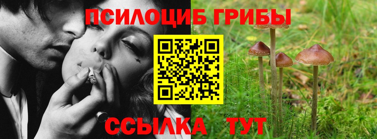 Галлюциногенные грибы Psilocybine cubensis Щёлково